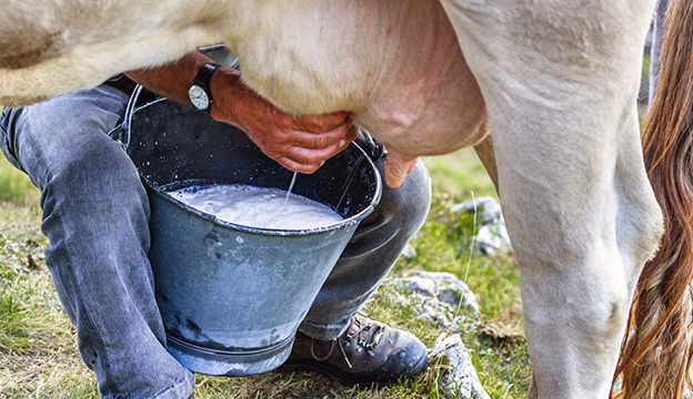 MINAGRI estima que producción nacional de leche alcanzará 2.7 millones ...